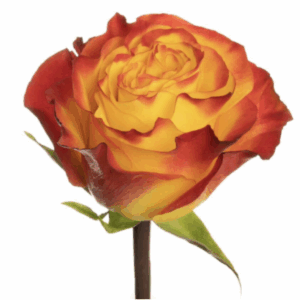 ROSE NEWS FLASH - 70 CM